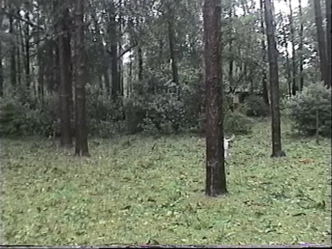 Vintage VHS footage shows a boarded-up house, storm damage in the yard, and a dog running happily in the aftermath of a hurricane