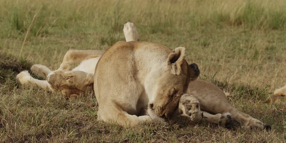 Lioness licking and grooming