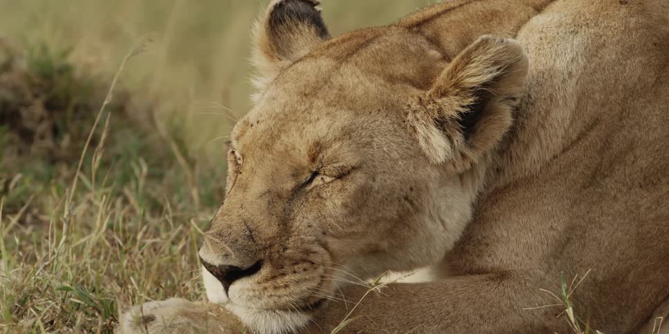 A lion rests lying on the grass