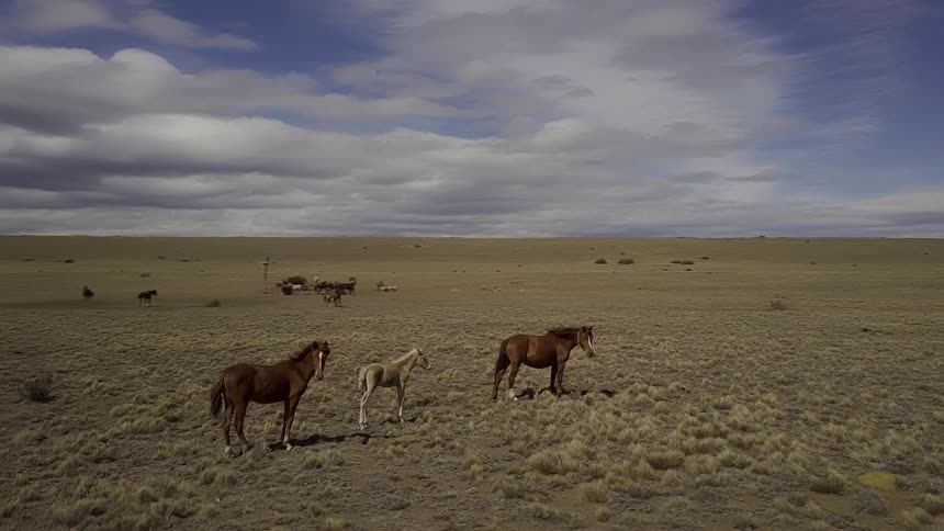 Horses on the field stand together