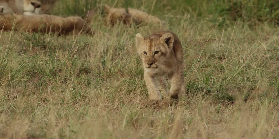 Lion cub prancing through the grass