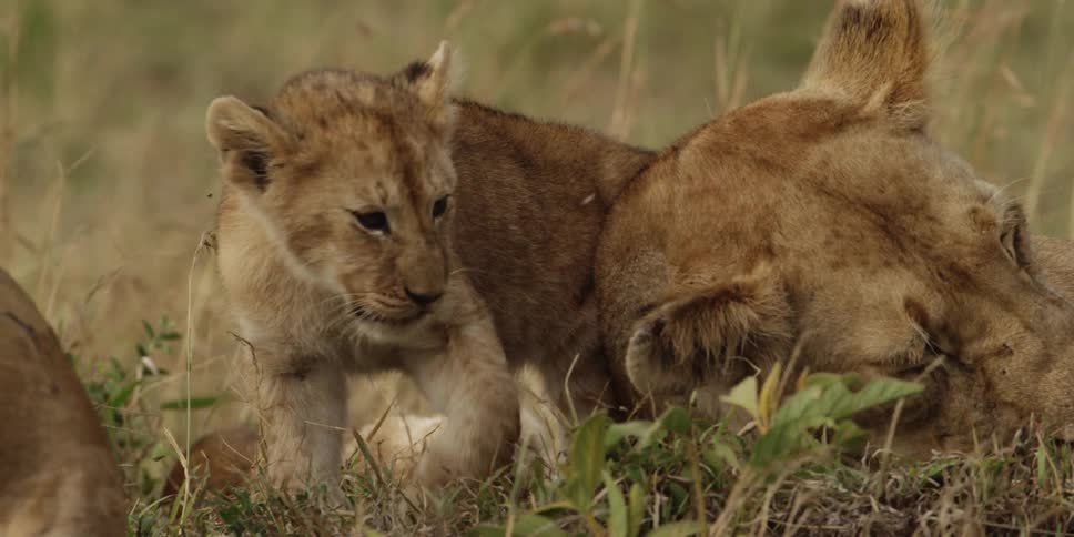 A lion lays in the grass with a cub