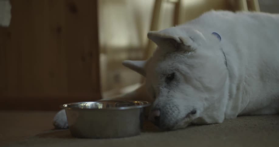 A big white dog nudges his bowl forward