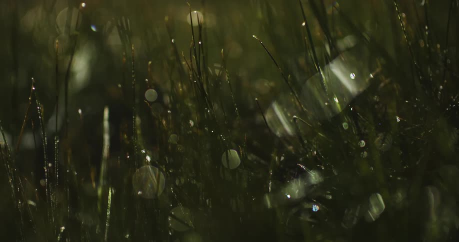 Dew settled on grass reflects light