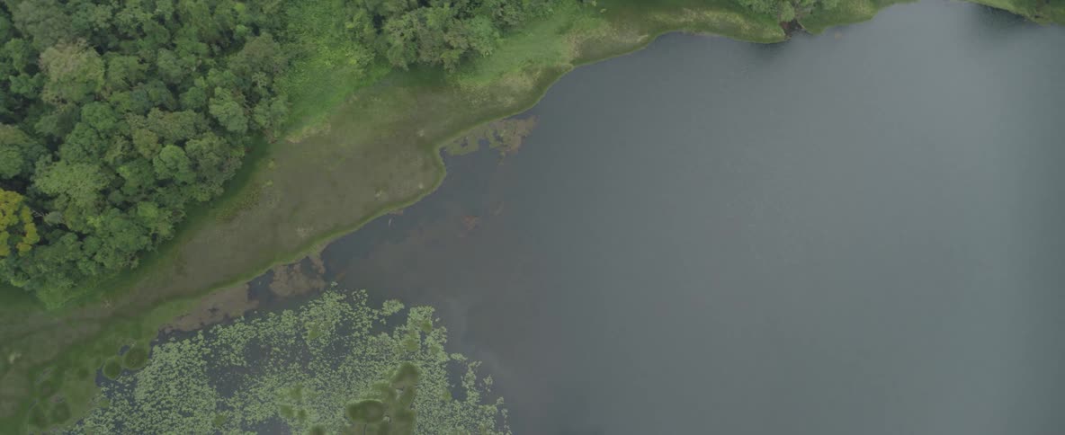 A serene top-down aerial view pans slowly away from a lush forest shoreline across a calm lake with floating aquatic plants
