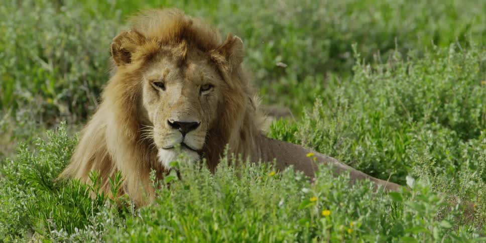 Lion laying in a field