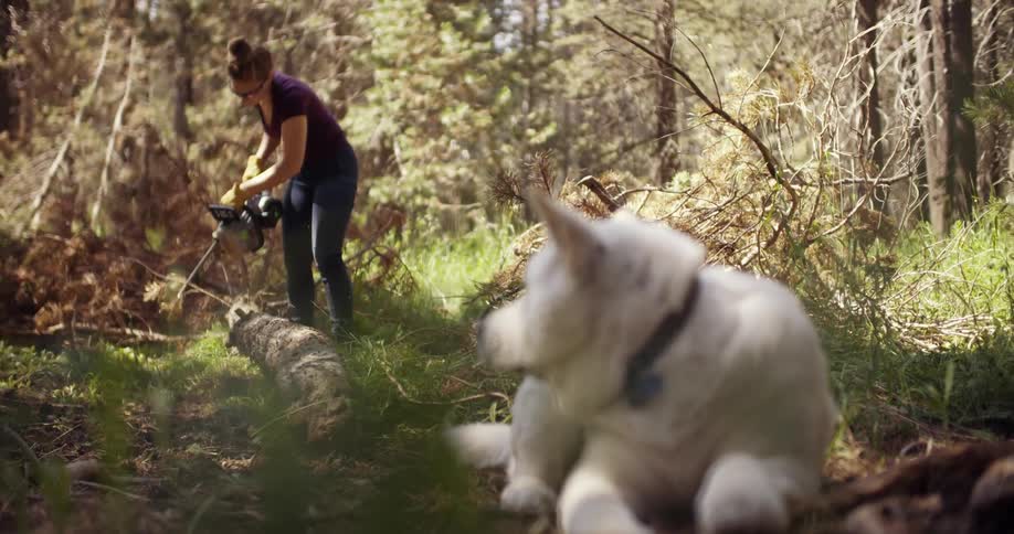 Dog lying in the woods as a woman cuts at a fallen tree with a chainsaw