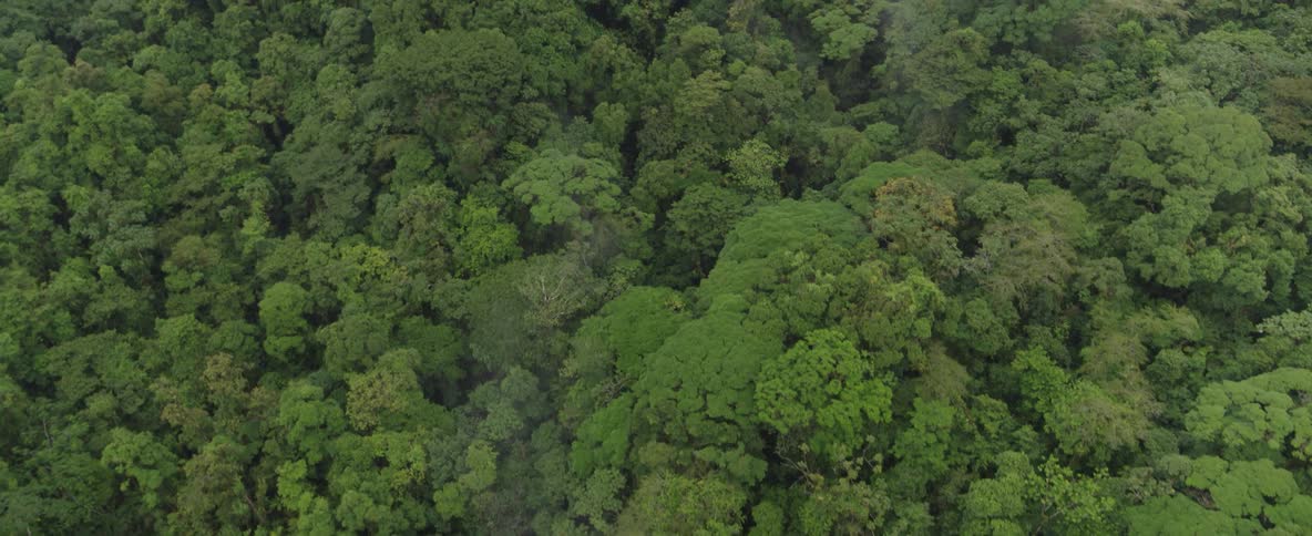 A slow aerial shot flies over a winding road and the dense, lush green canopy of a tropical rainforest