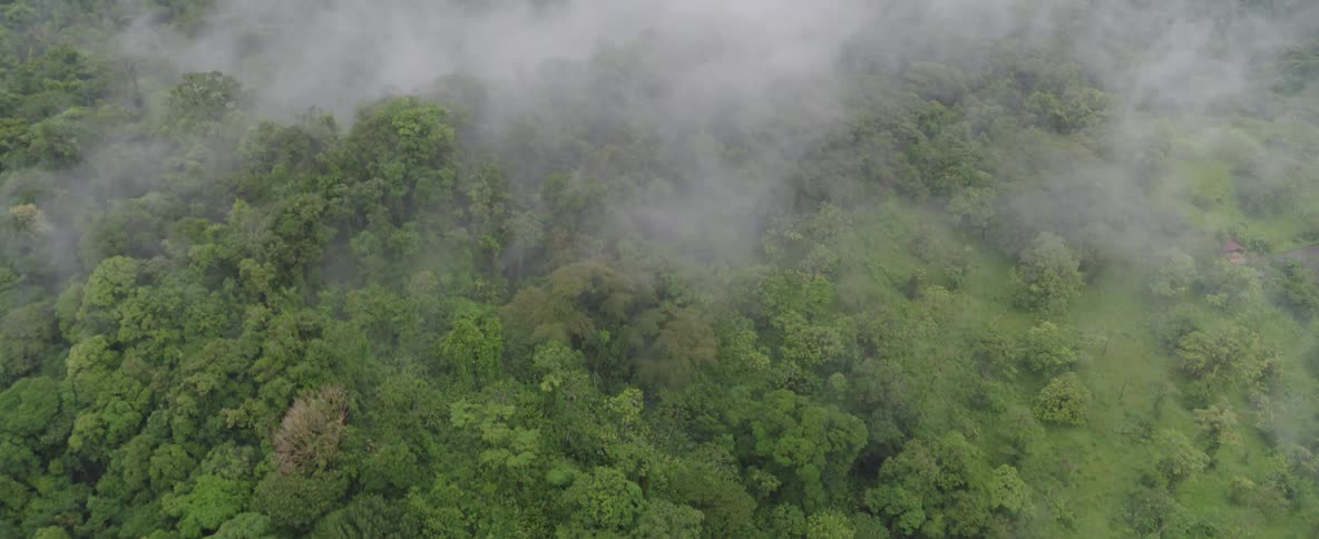 An aerial view shows a lush green mountainside forest as fog slowly rolls in and covers the landscape
