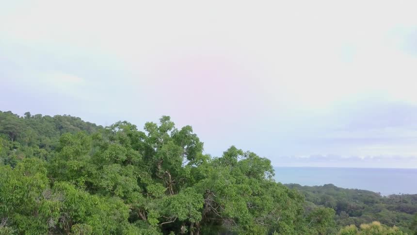 A slow descending aerial shot over a dense tropical rainforest revealing the ocean in the distance on an overcast day