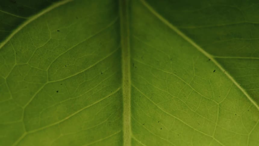 An extreme macro close-up of a vibrant green leaf slowly zooms out revealing its intricate vein structure