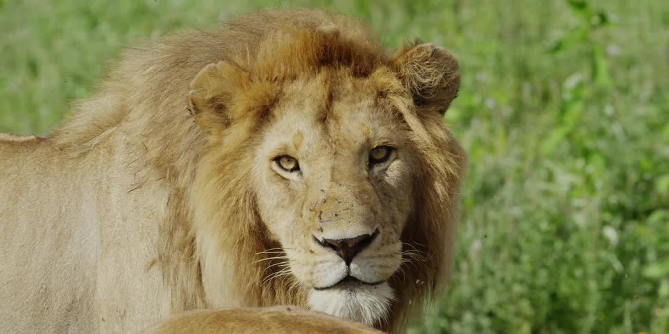 A lion with flies buzzing around