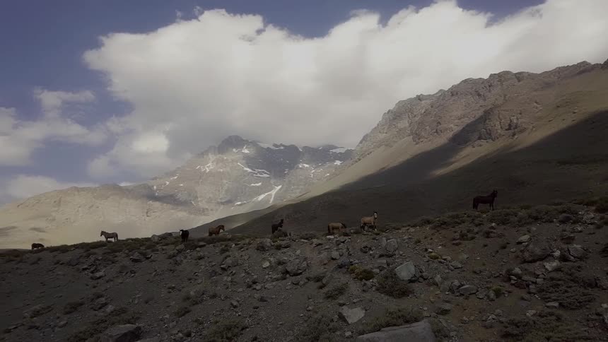 Horses stand on a hillside in a mountainous area