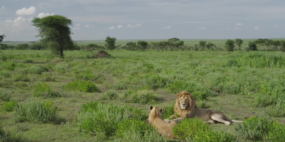 Two lions lay in the grass