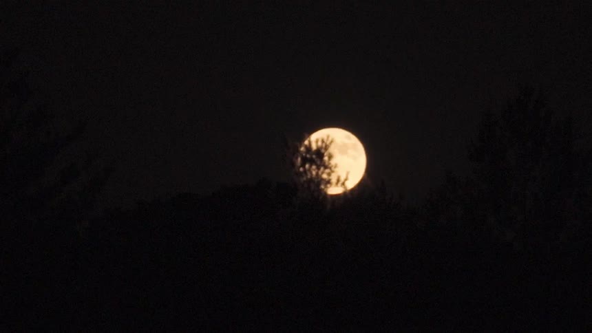 A bright full moon emerges from behind the silhouette of trees in a dark night sky time-lapse