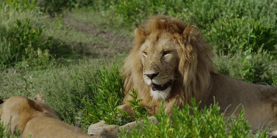 Lion laying on the ground