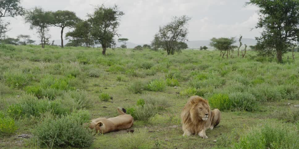 Lion and lioness laying in the savanna