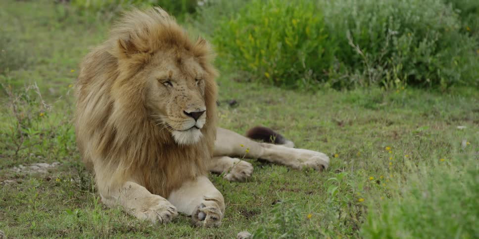 A lion lying on the ground as the breeze blows his mane and the grasses around him