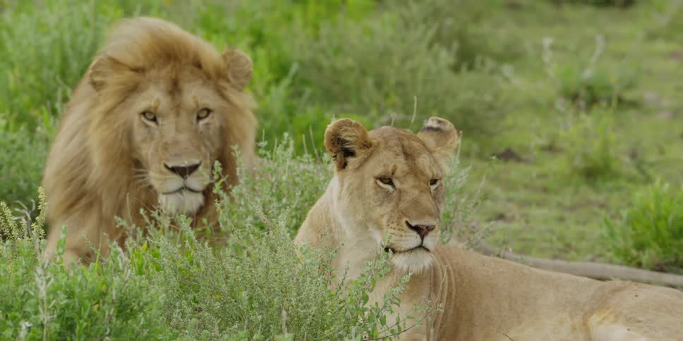 Lioness and lion laying in shrubs