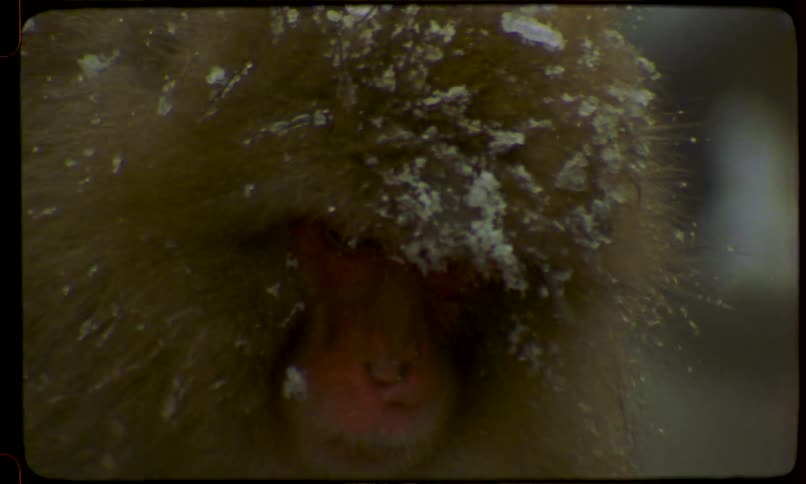 A vintage, close-up shot of a Japanese macaque, or snow monkey, with snow falling on its fur in the winter
