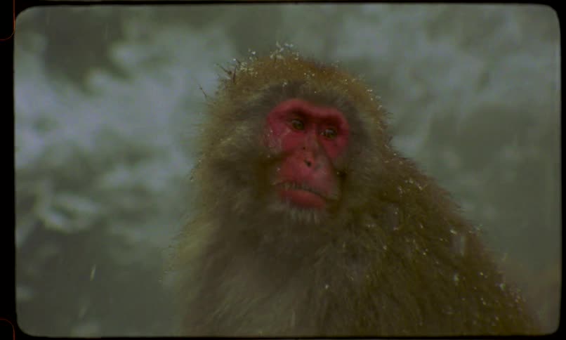 A serene Japanese snow monkey sits peacefully in a winter landscape as gentle snowflakes fall on its fur