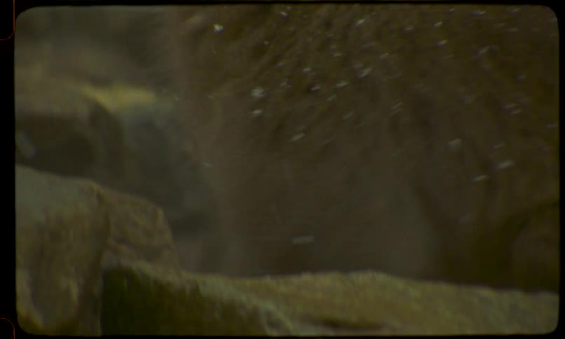 A close-up shot of a Japanese macaque, or snow monkey, looking at the camera as snow falls on its fur in a steamy, winter environment