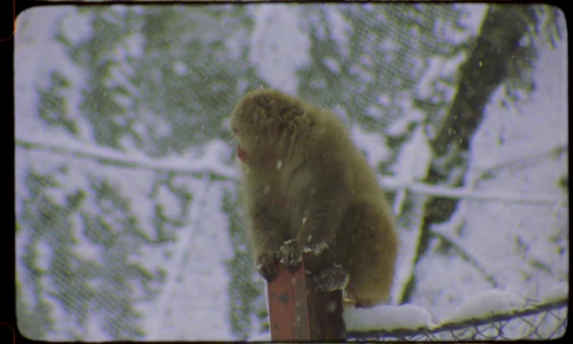 Vintage-style footage shows a Japanese macaque, or snow monkey, sitting on a snowy post during a winter storm