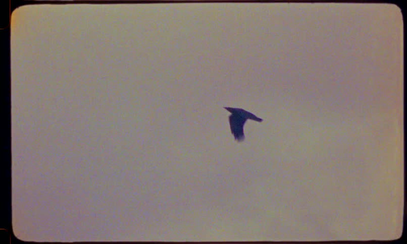 A silhouetted crow flies through a hazy, purple sky in grainy, vintage Super 8 film footage