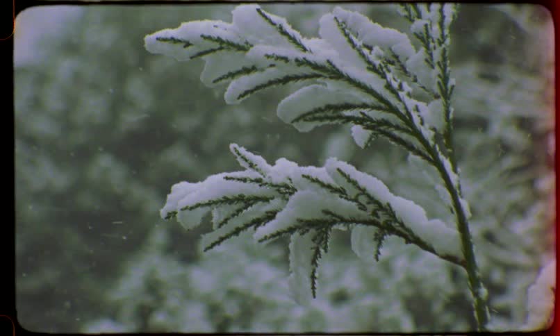 A vintage close-up shot of snow gently falling and collecting on the branches of an evergreen tree
