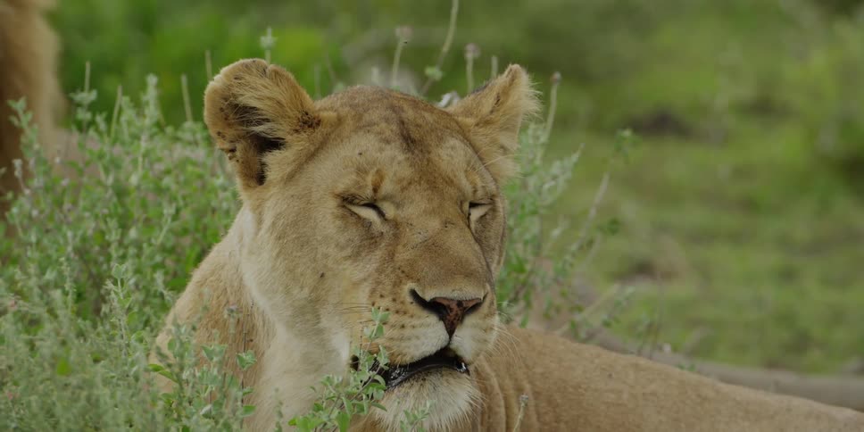 Flies buzzing around a lioness