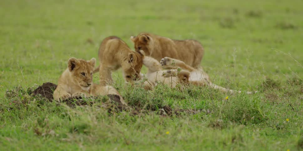 Several lion cubs play in the grass