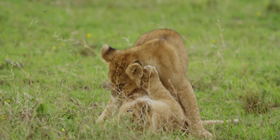 Two lion cubs playing in the grass