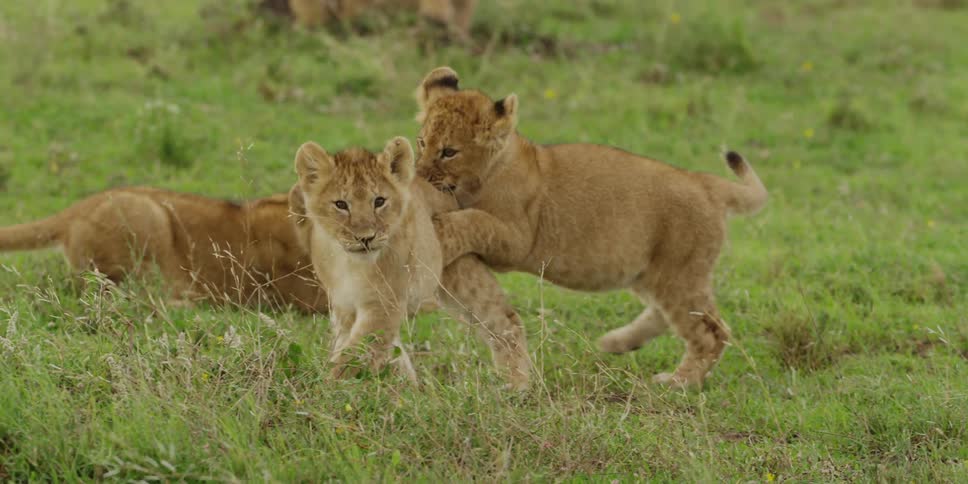 Lion cubs playing at hunting