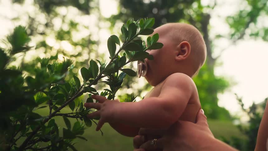 A curious baby with a pacifier is held up to touch and explore the green leaves of a bush in a sunlit garden