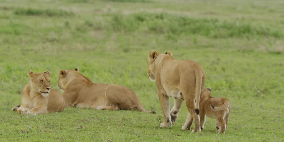 Lionesses walk in a grassy area