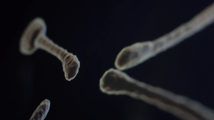 An abstract CGI animation of neural synapses forming a connection and firing