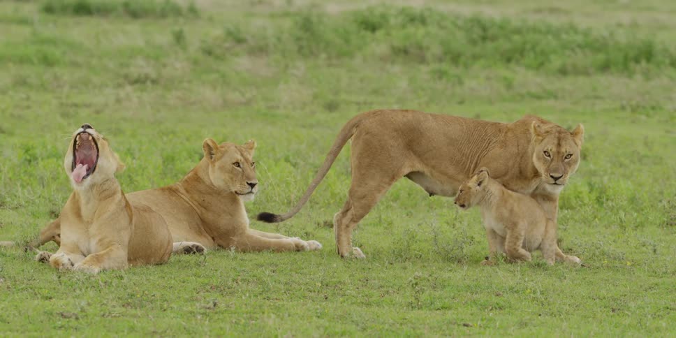 Four lions playing in the savannah