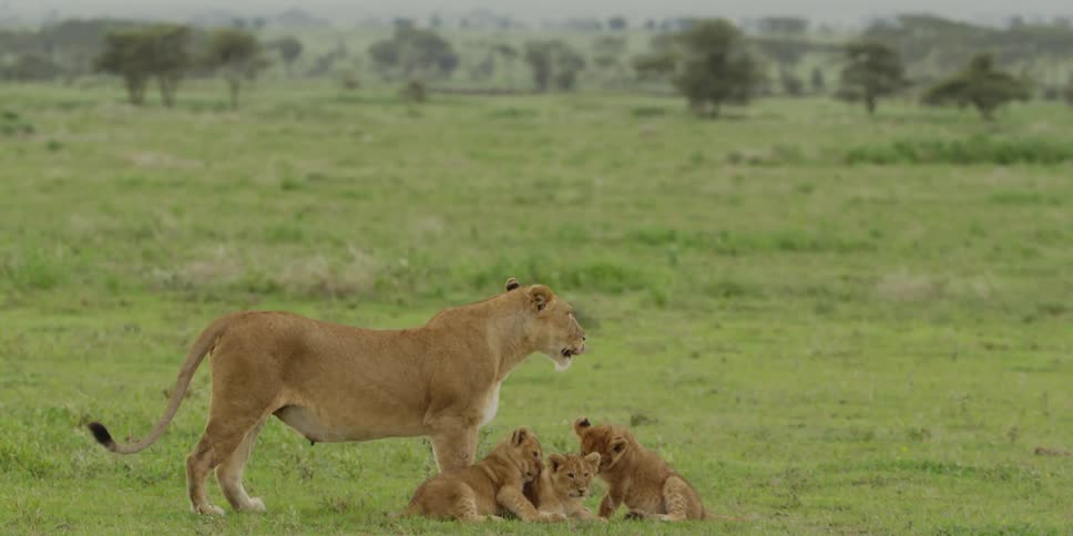 A lioness stand guard over her three cubs