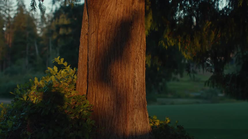 The shadow of a golfer swinging a club is cast on a large tree trunk at sunset on a golf course
