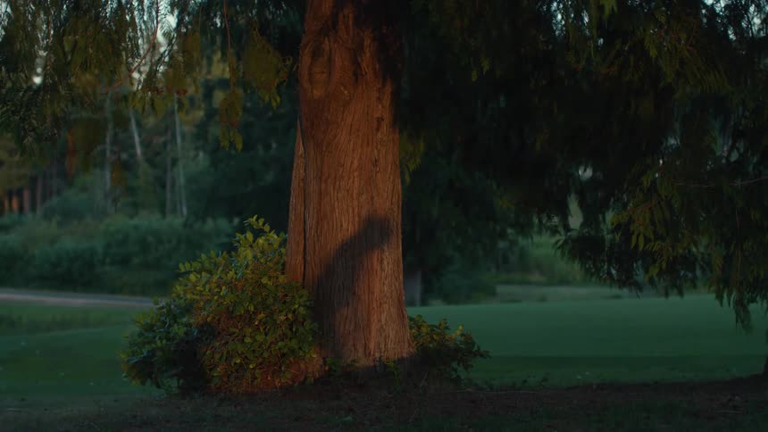 The shadow of a golfer making a putt is moving across a large tree trunk during a golden hour sunset in a park