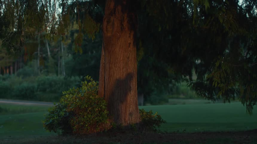 The trunk of a large tree stands in a grassy park, illuminated by the warm, golden light of sunset