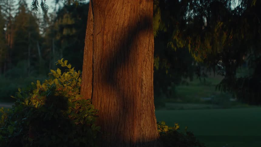 A large tree trunk is bathed in the warm, golden light of sunset, casting a prominent shadow across its bark