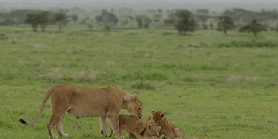 Lioness grooming cubs on the savanna
