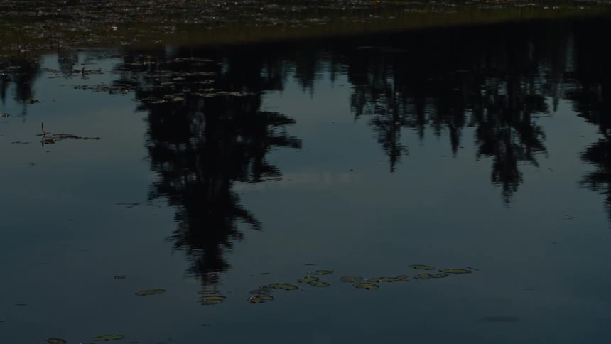 The dark silhouettes of evergreen trees are reflected in the still, moody waters of a lake with lily pads