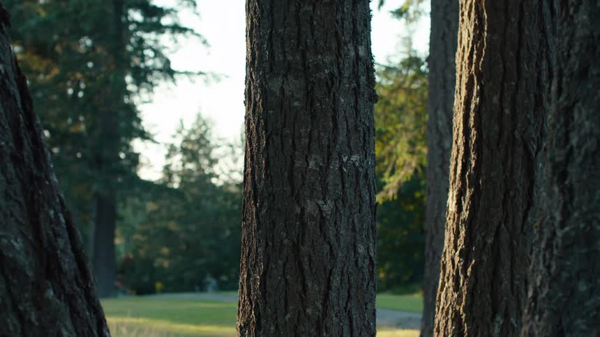 A close-up view of a tree trunk in a sunlit park, with a golf ball flying by