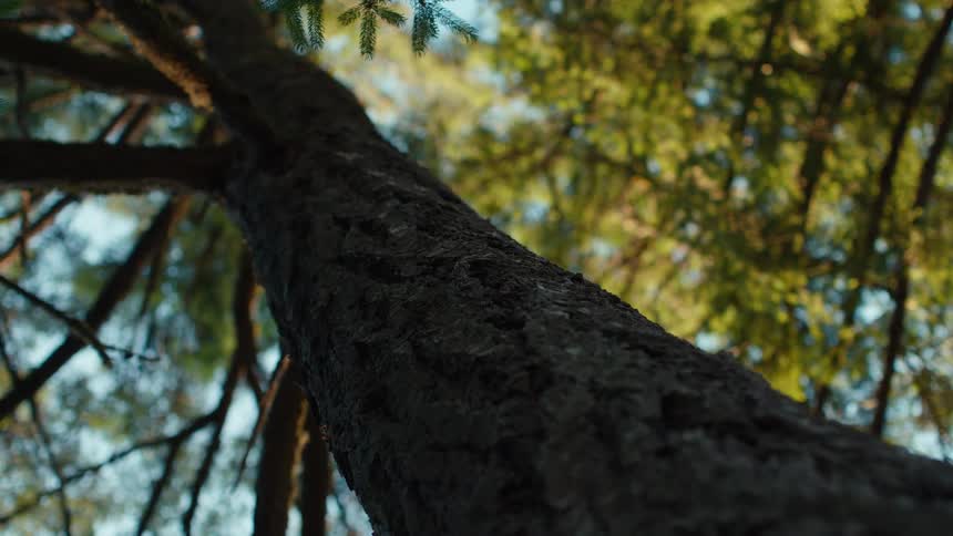 A low-angle shot with shallow focus looks up the textured bark of a tall tree trunk towards the green canopy