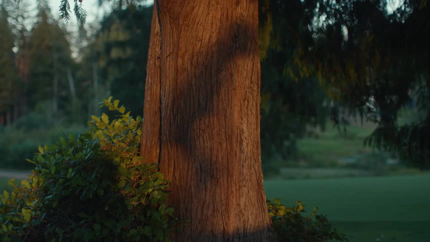 A large tree trunk stands bathed in the warm, golden light of sunset in a tranquil park