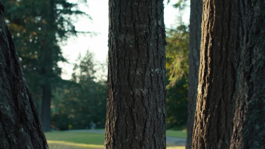 A close-up of tree trunks in a tranquil park as a golf ball ricochets off the trunks