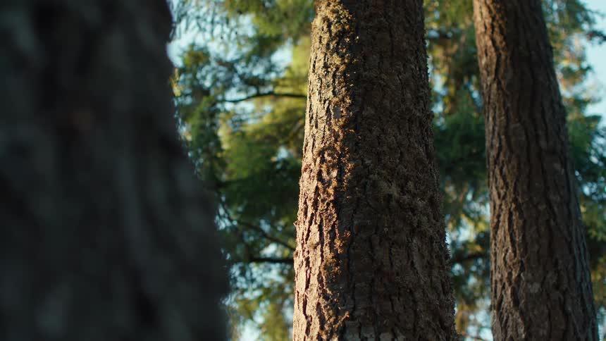 A golf ball strikes a tree trunk in a forest, sending wood chips flying in a dramatic slow-motion close-up