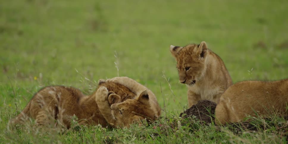 Lion cubs play with each other in the grass